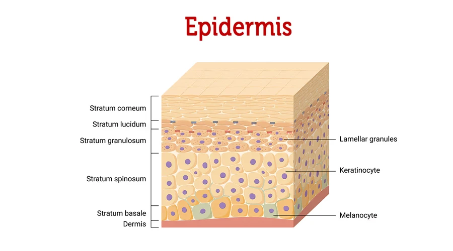 epiderms